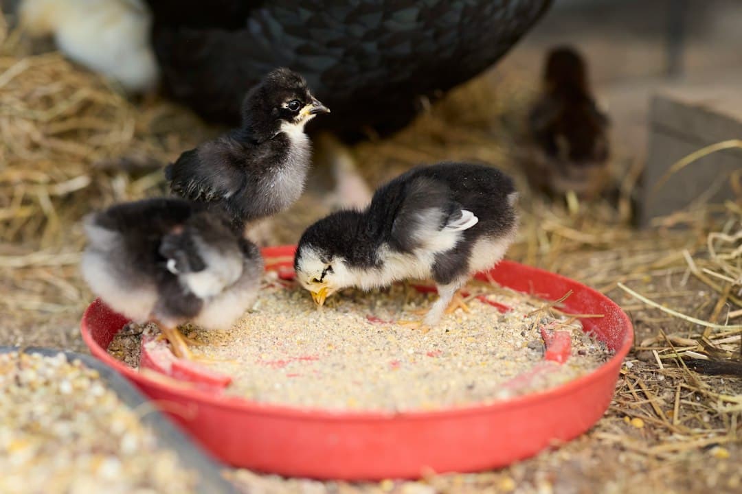 Three black and white chicks eating feed from a red plastic tray